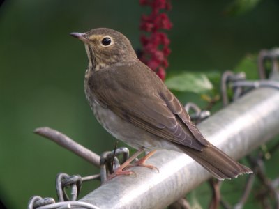 Swainson's Thrush