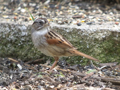 Swamp Sparrow