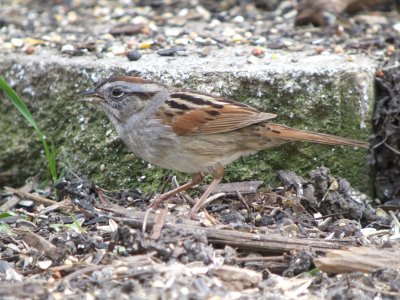 Swamp Sparrow