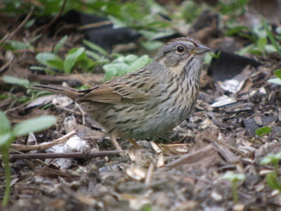 Lincoln's Sparrow