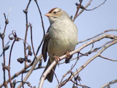 White-crowned Sparrow ( first winter)
