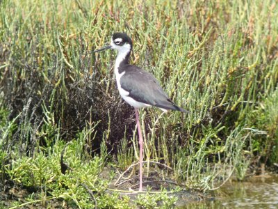 Black-necked Stilt (male)