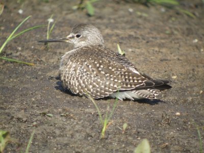 Lesser Yellowlegs