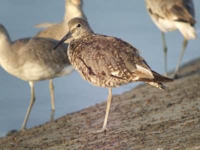 Willet (Eastern )