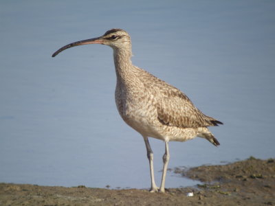 Whimbrel