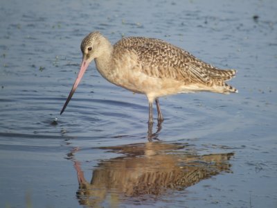 Marbled Godwit