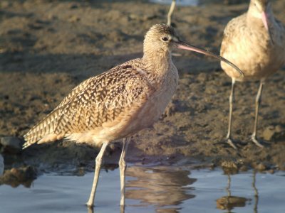 Long-billed Curlew