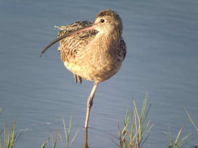 Long-billed Curlew