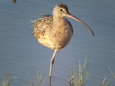 Long-billed Curlew