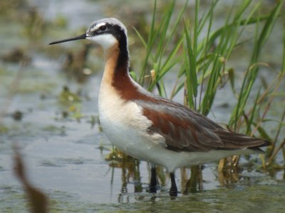 Wilsons Phalarope ( Female breeding )