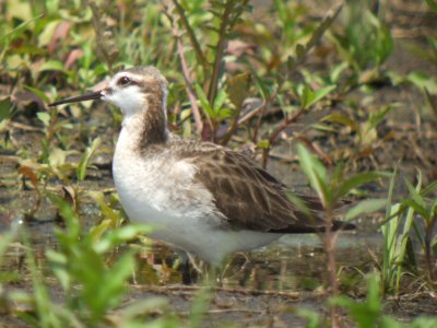 Wilson's Phalarope ( Male breeding )