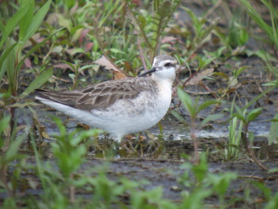 Wilson's Phalarope ( Male breeding )