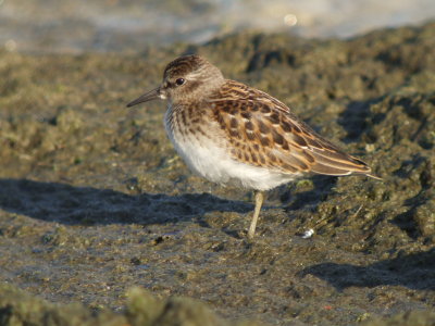 Least Sandpiper