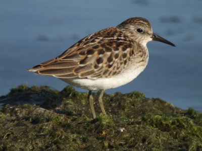 Least Sandpiper