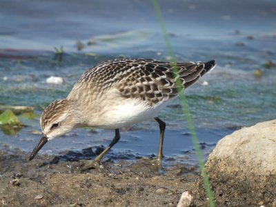 Semipalmated Sandpiper