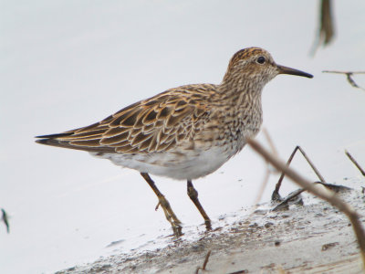 Pectoral Sandpiper