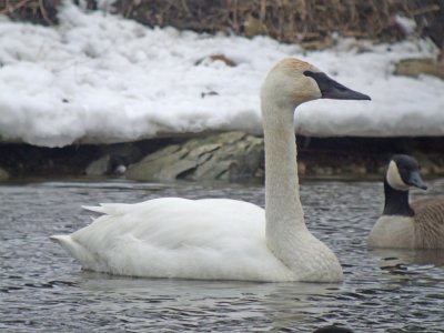 Trumpeter Swan