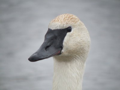 Trumpeter Swan