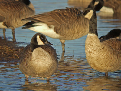 Canada Goose ( Lesser )
