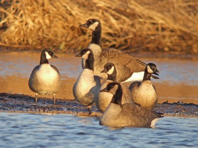 Canada goose ( 4 Richardsons and 2 Lesser )