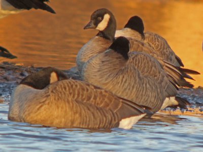 Canada Goose  ( Cackling )