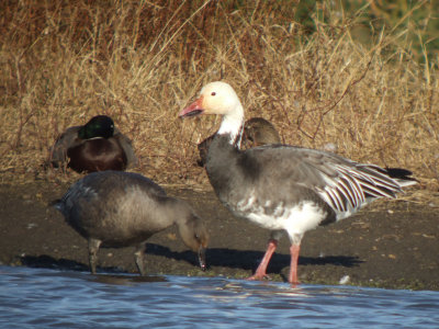 Snow Goose (Greater dark form  with juvenile )