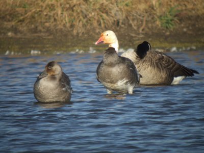 Snow Goose (Greater dark form  with juvenile )