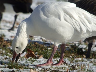 Snow Goose