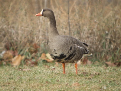 Greater White-fronted Goose