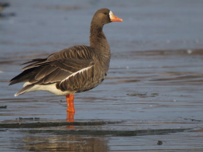 Greater White-fronted Goose