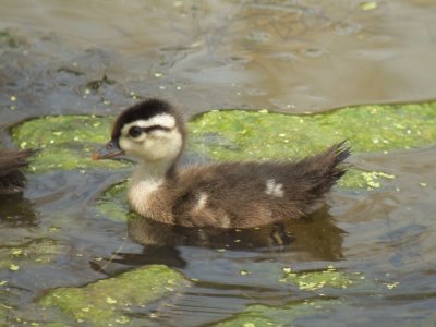 Wood Duck