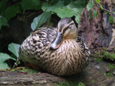 Mallard