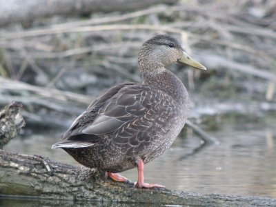 American Black Duck