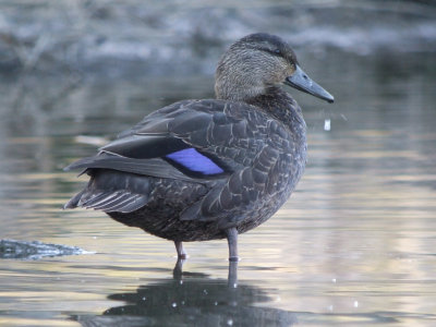 American Black Duck