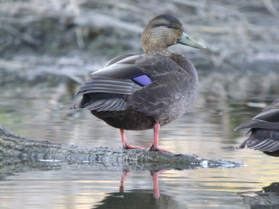 American Black Duck