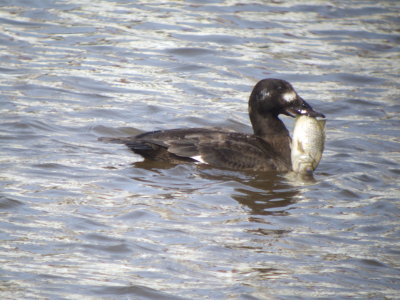 White-winged Scoter ( first winter female )