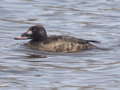 White-winged Scoter ( first winter male )