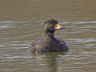 Black scoter (Male )