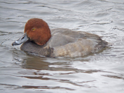 Redhead (male nonbreeding)