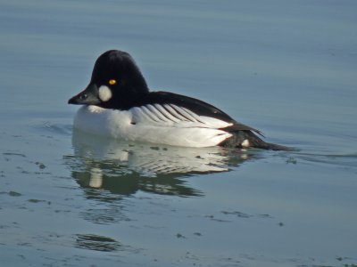 Common Goldeneye ( male breeding )