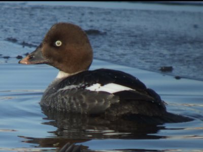 Common Goldeneye ( female breeding )