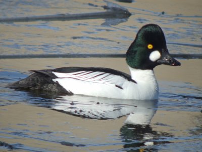 Common Goldeneye ( male breeding )