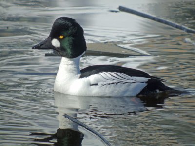 Common Goldeneye ( male breeding )