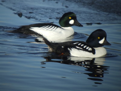  Barrow's and Common Goldeneye ( males breeding)