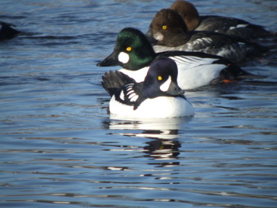 Barrow's Goldeneye (male breeding with common goldeneye)