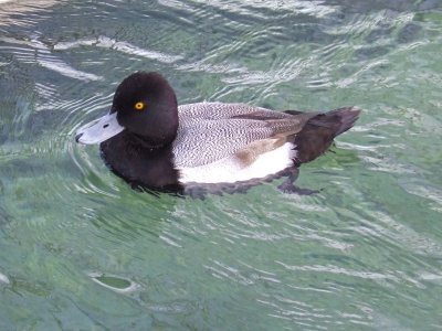 Lesser Scaup ( male )