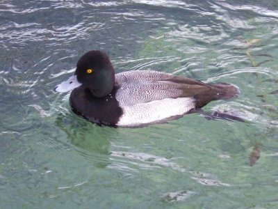 Lesser Scaup ( male )