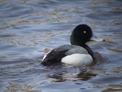 Greater Scaup ( male)