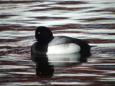 Greater Scaup ( male)