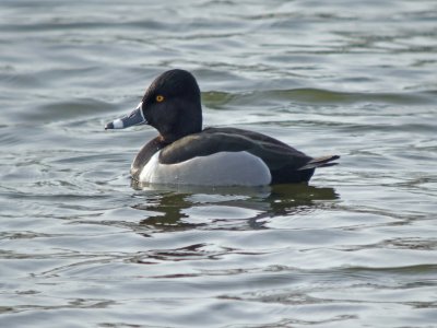 Ring-necked Duck ( male )